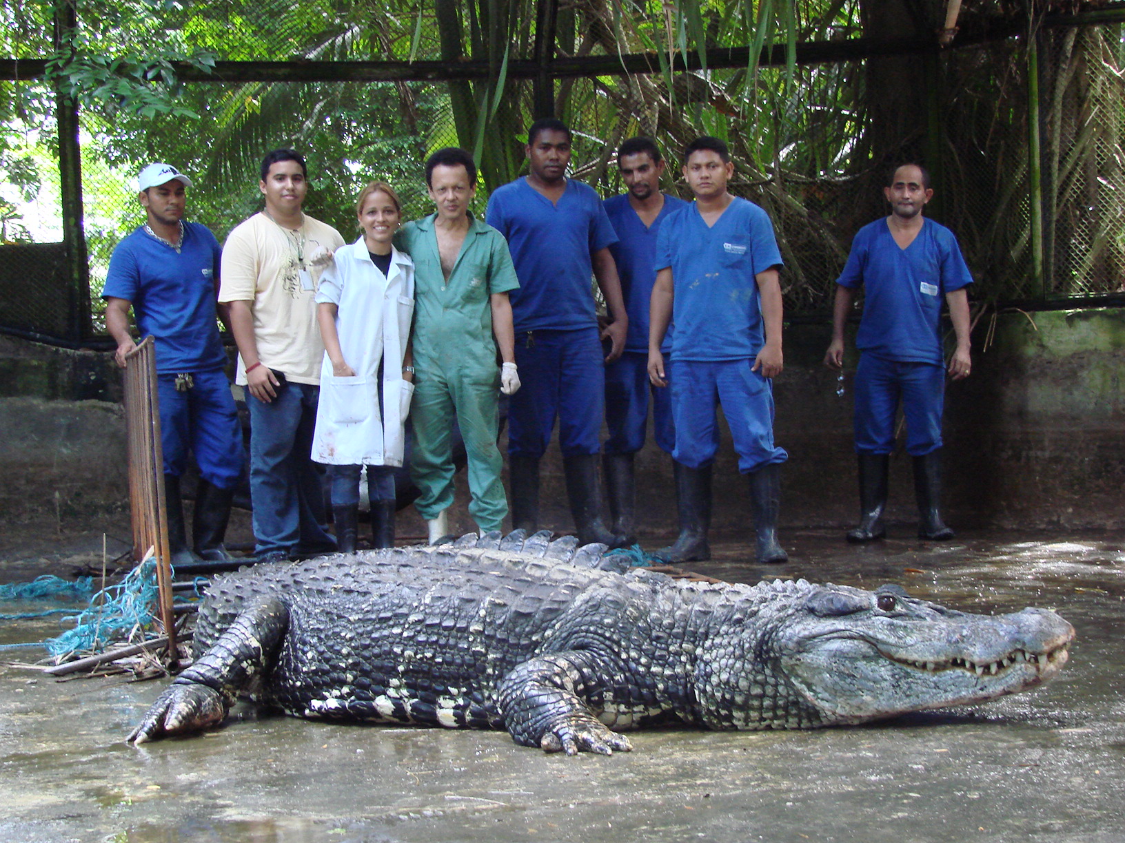 Крокодил самый опасный речной. Амазонский Кайман. Черный Кайман крокодил. Черный Кайман Амазонка.
