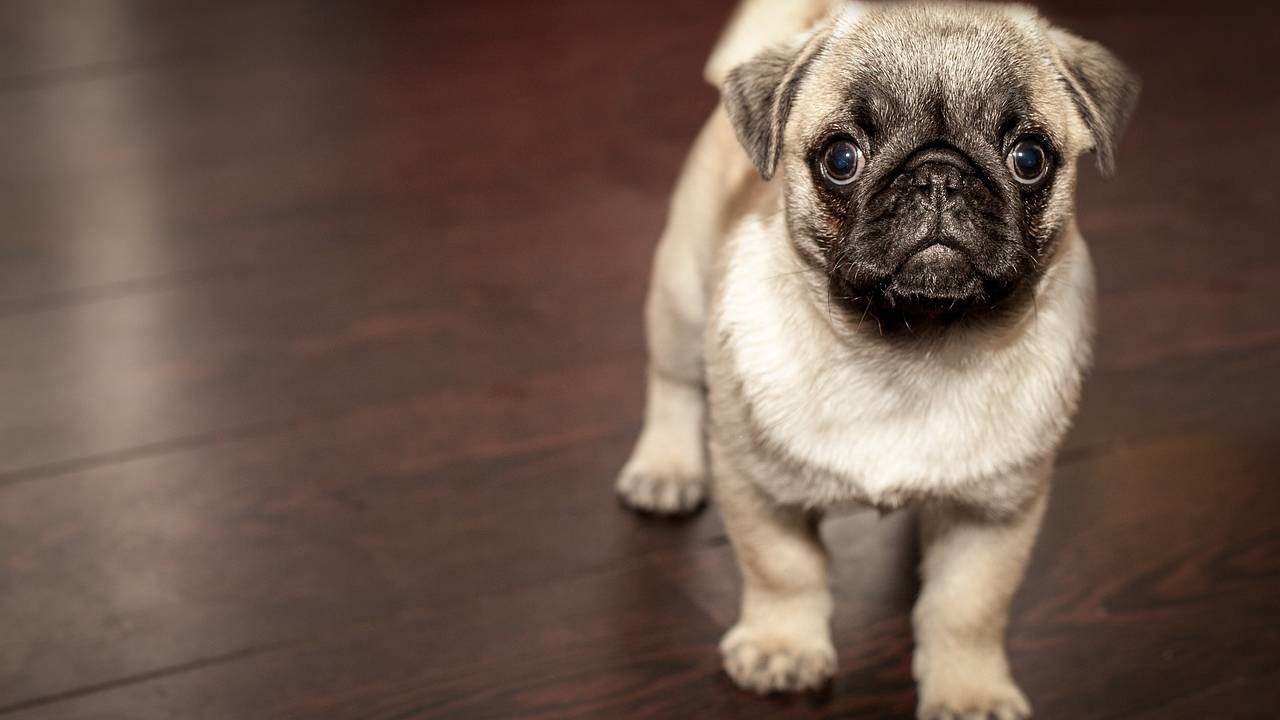 melhor-raca-cachorro-apartamento