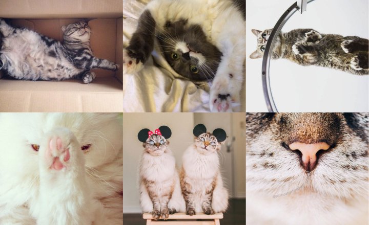 10 perfis de animais fofinhos para seguir no Instagram
