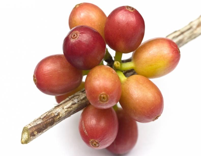 Coffee berry