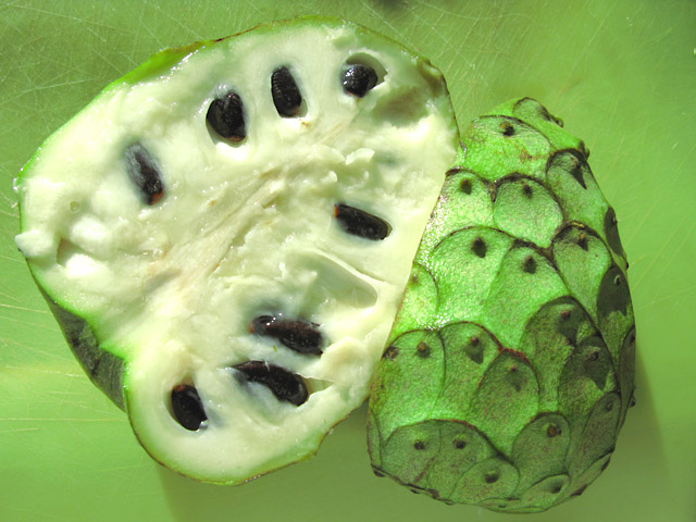 Cherimoia Cherimoia