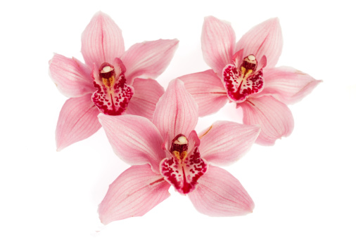 Cymbidium