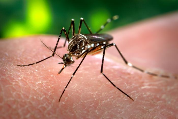 Anvisa aprova primeira vacina contra a dengue do Brasil