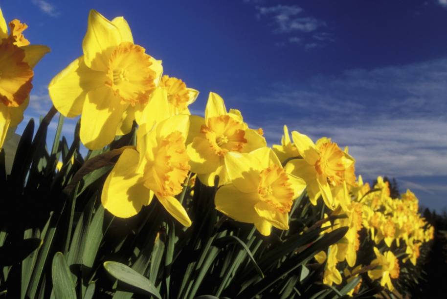 Narciso