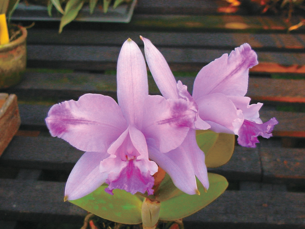 Orquídeas: principais espécies e segredos para cuidar das flores