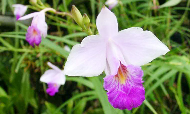 Orquídea Arundina Bambusifolia