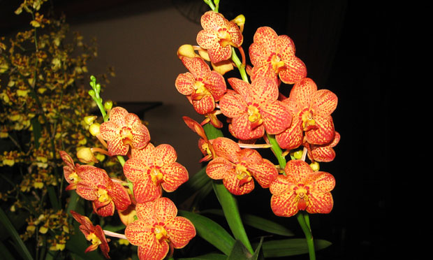 Orquídea Ascocenda Yip Sum Wah