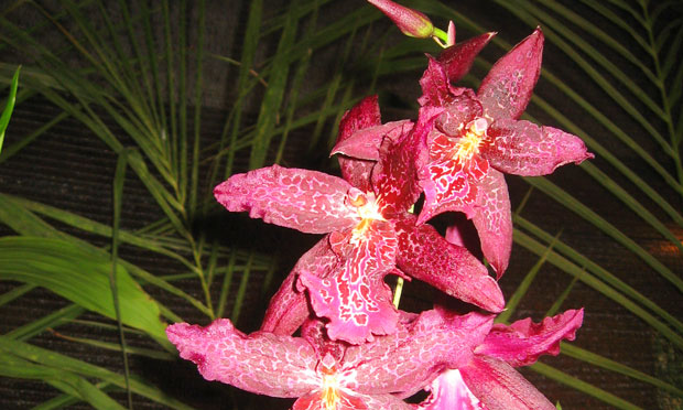 Orquídea Beallara Marfitch