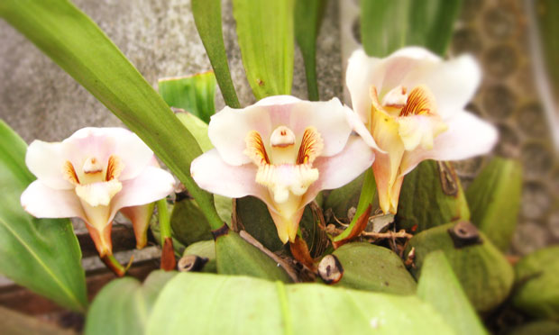 Orquídea Bifrenaria Harrissoniae