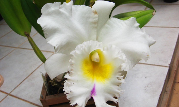 Orquídea Brassocattleya Pastoral Innocence