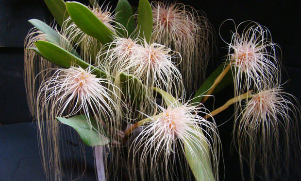 Orquídea Bulbophyllum Medusa