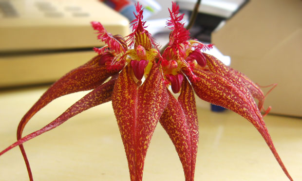 Orquídea Bullbophyllum Rothschildianum