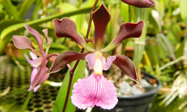 Orquídea Catlleya Mossiae