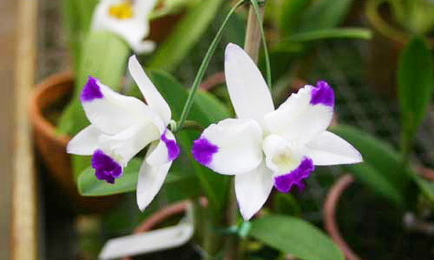 Orquídea Cattleya Haw Yuan Angel