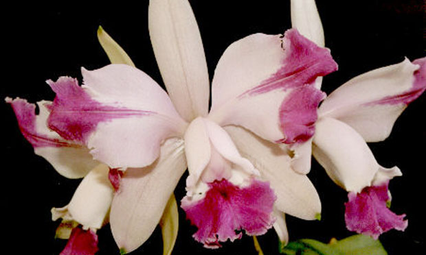 Orquídea Cattleya Intermédia