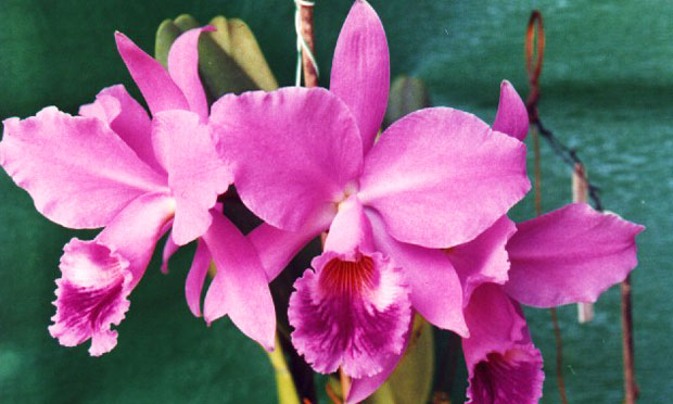 Orquídea Cattleya Labiata