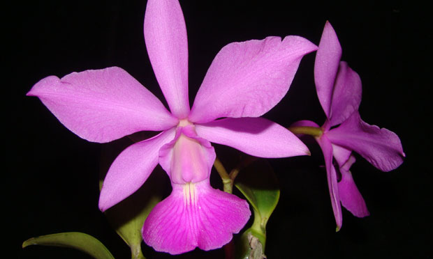 Orquídea Cattleya walkeriana