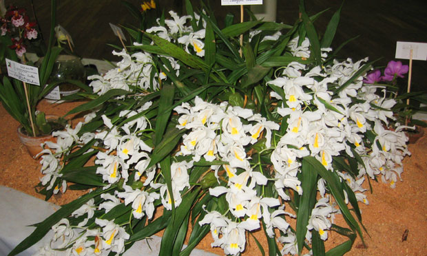 Orquídea Coelogyne Cristata