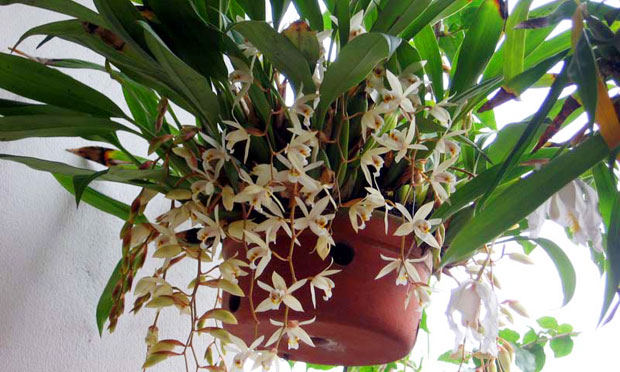 Orquídea Coelogyne Flaccida