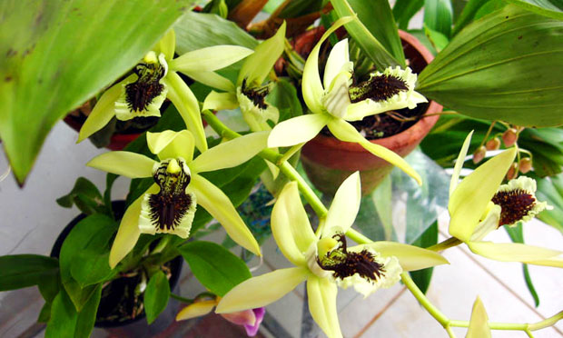 Orquídea Coelogyne Pandurata