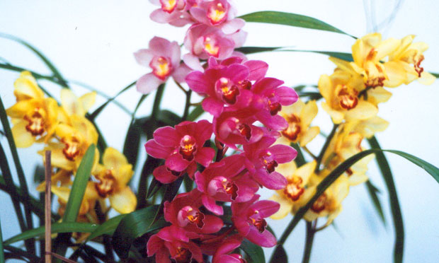 Orquídea Cymbidium