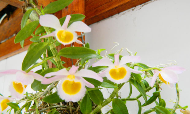 Orquídea Dendrobium Loddigesii