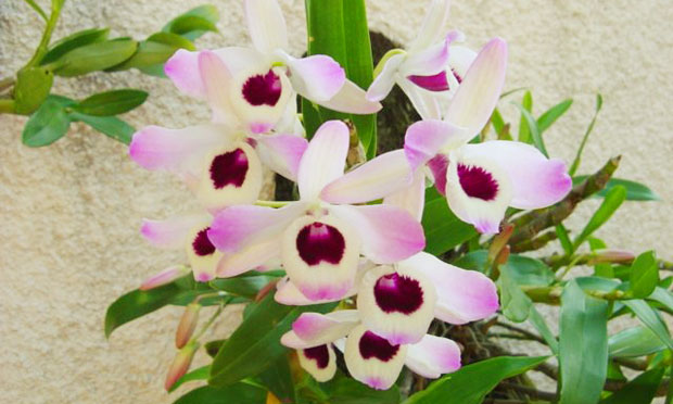Orquídea Dendrobium Nobilie