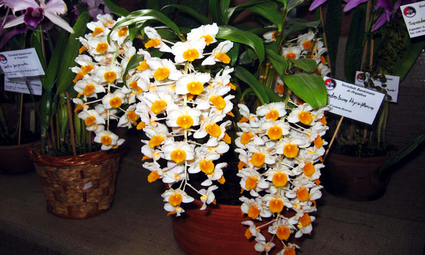 Orquídea Dendrobium Thyrsiflorum