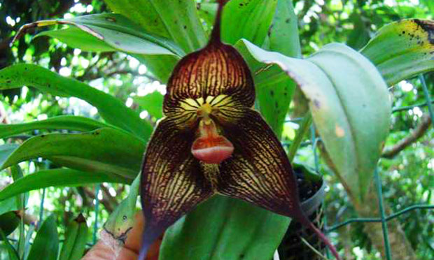 Orquídea Drácula Vampira