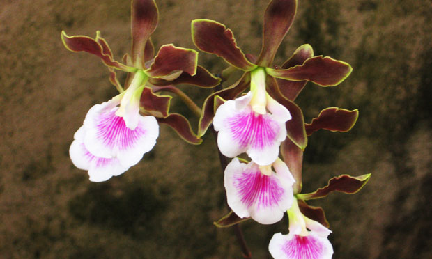 Orquídea Encyclia Randii