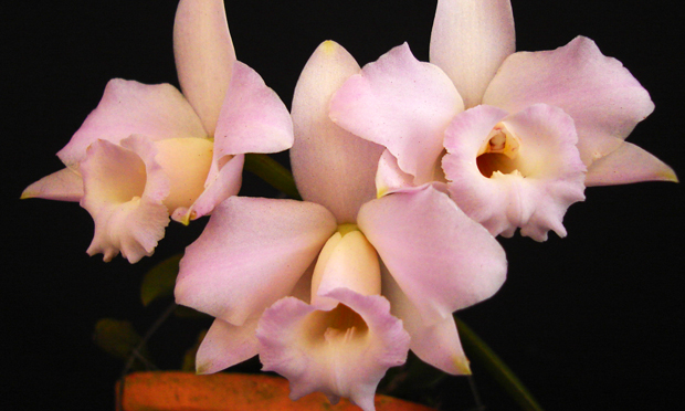 Orquídea Laelia Alaori