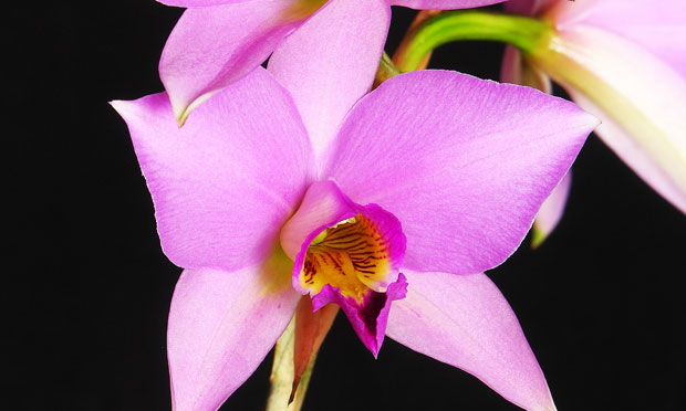 Orquídea Laelia Anceps