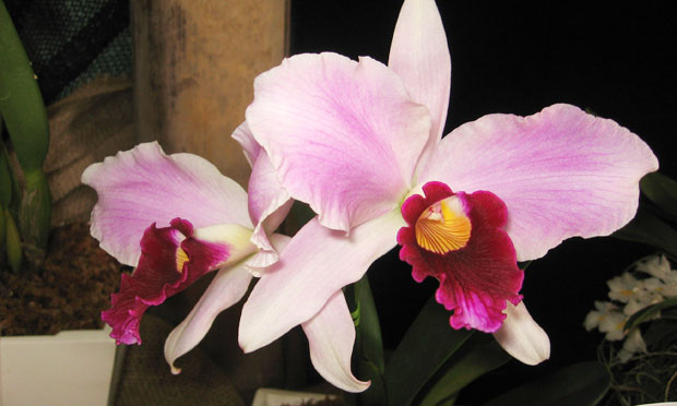 Orquídea Laelia Purpurata