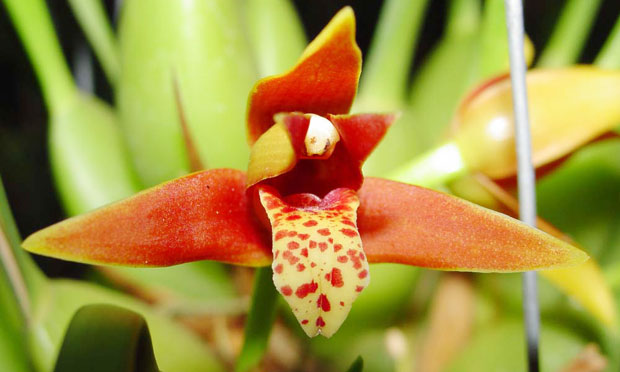 Orquídea Maxillaria Tenuefolia