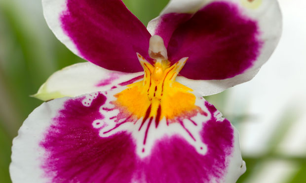 Orquídea Miltoniopsis híbrido