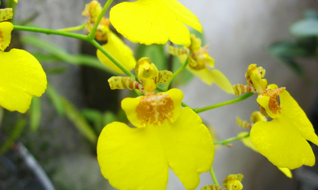 Orquídea Oncidium Flexuosum