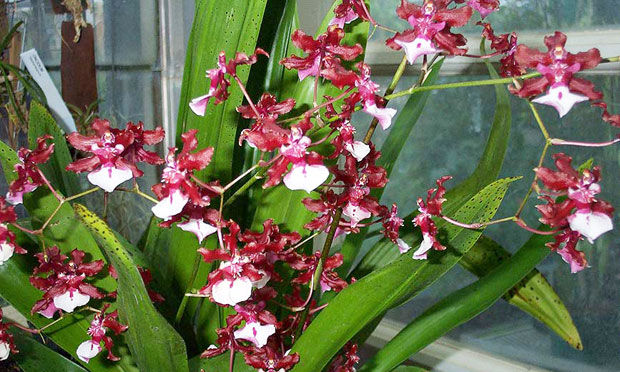 Orquídea Oncidium Sharry Baby