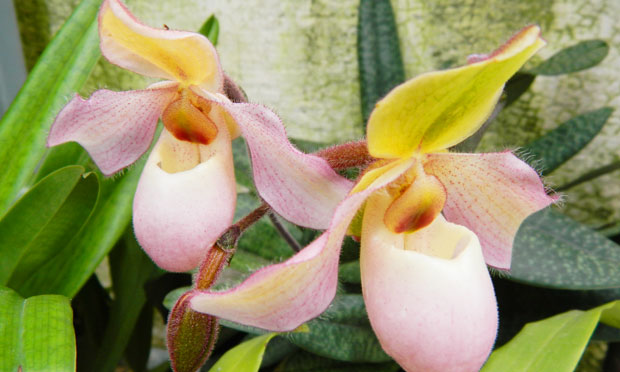Orquídea Paphiopedilum delenatii X chamberlaim