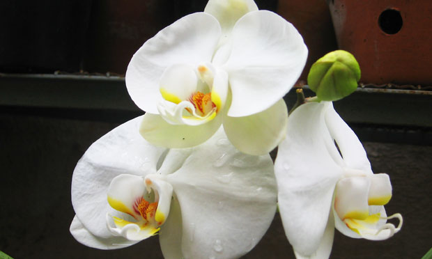 Orquídea Phalaenopsis Amabilis