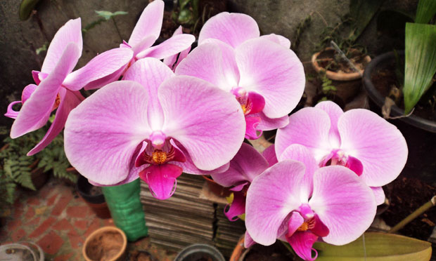 Orquídea Phalaenopsis Pink Twilighl