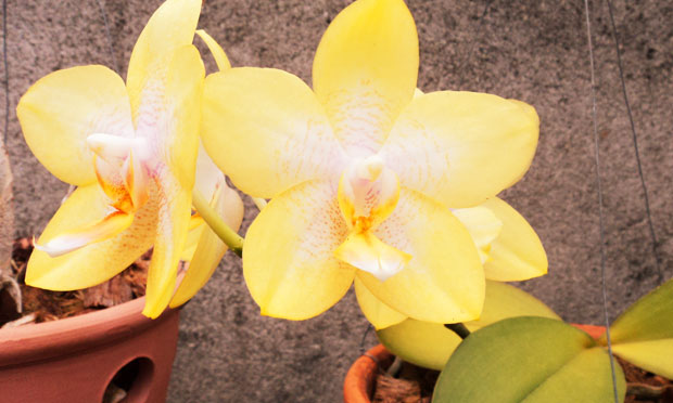 Orquídea Phalaenopsis Dragons Charme