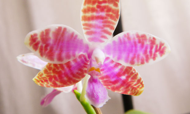 Orquídea Phalaenopsis Lueddemanniana