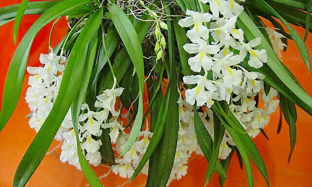 Orquídea Rodriguezia Venusta