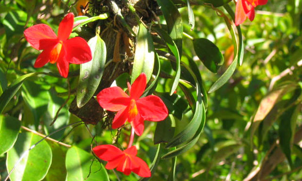 Orquídea Sophronitis Coccínea