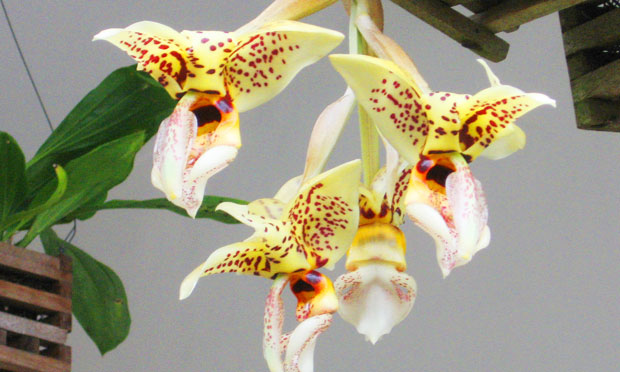Orquídea Stanhopea tigrina X wardii