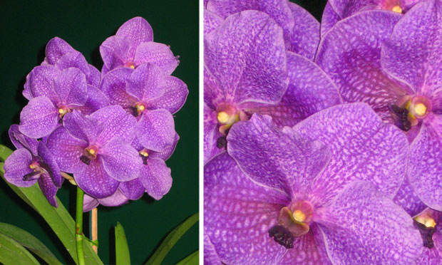 Orquídea Vanda Coerulea