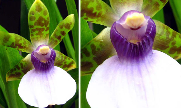 Orquídea Zygopetalum Maxillare