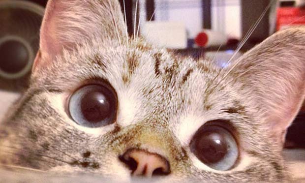 Nala Nala