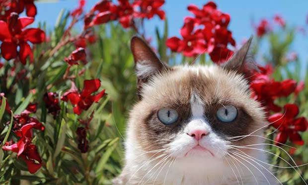 Grumpy Cat Grumpy Cat