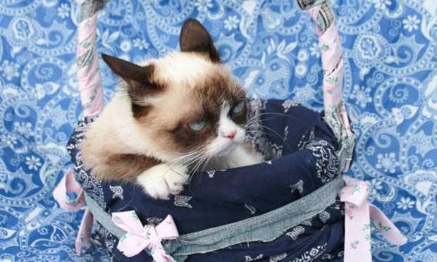 Grumpy Cat